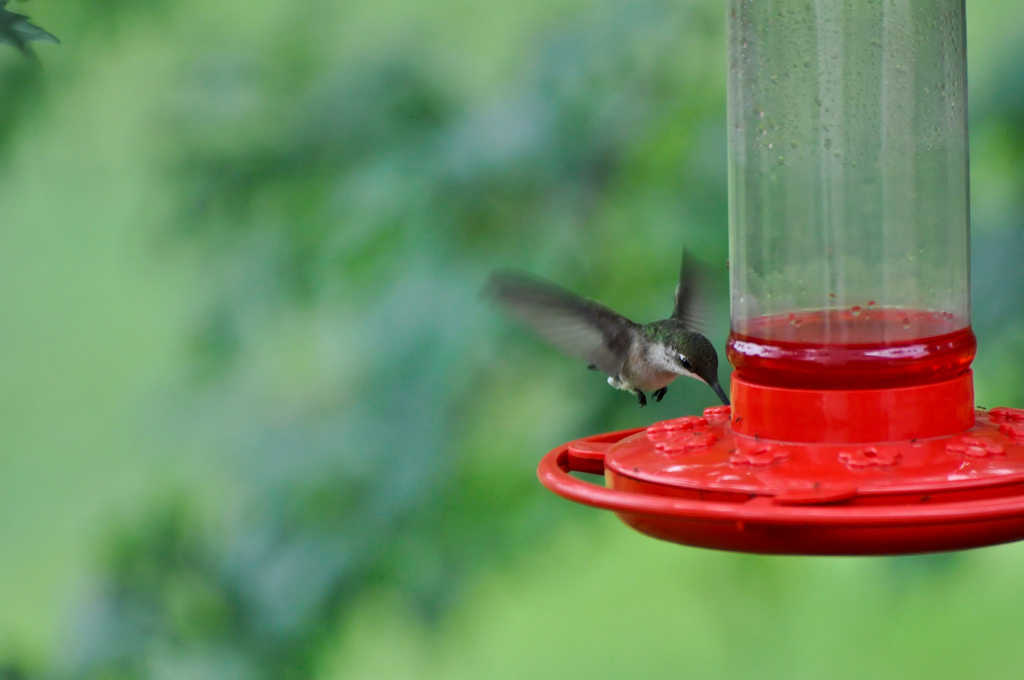 birds hummingbirds that look like